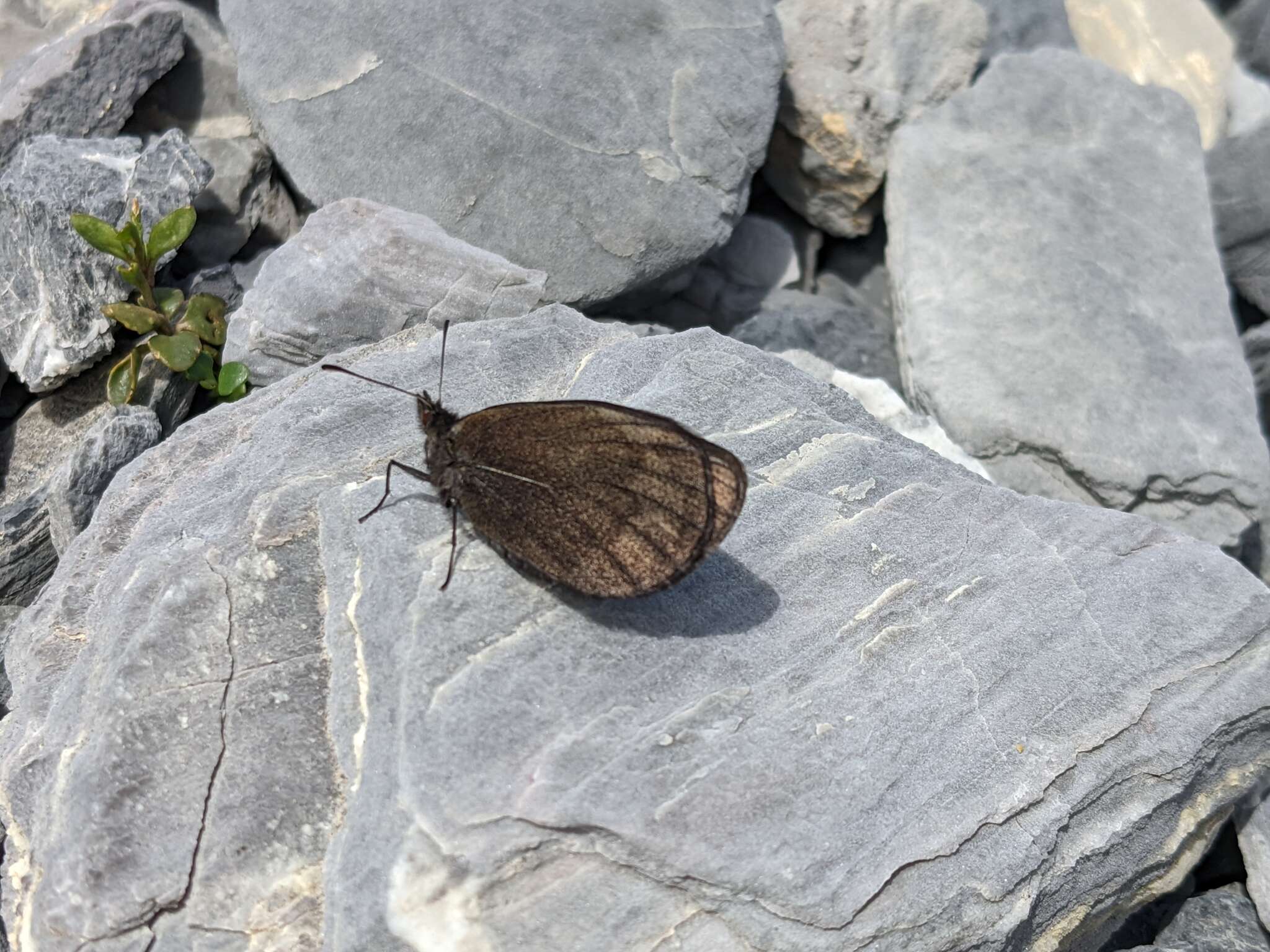 Erebia pluto De Prunner 1798 resmi