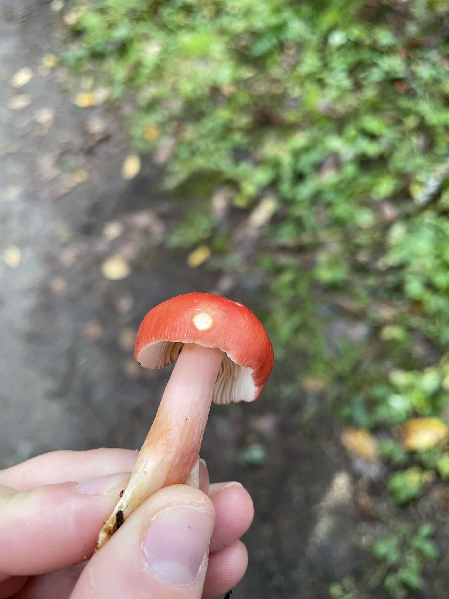 Image of Russula americana Singer 1940