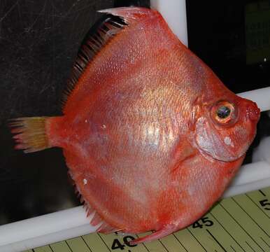 Image of Boarfish