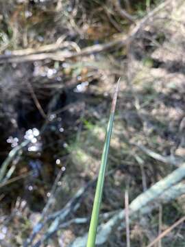 Image of Machaerina articulata (R. Br.) T. Koyama