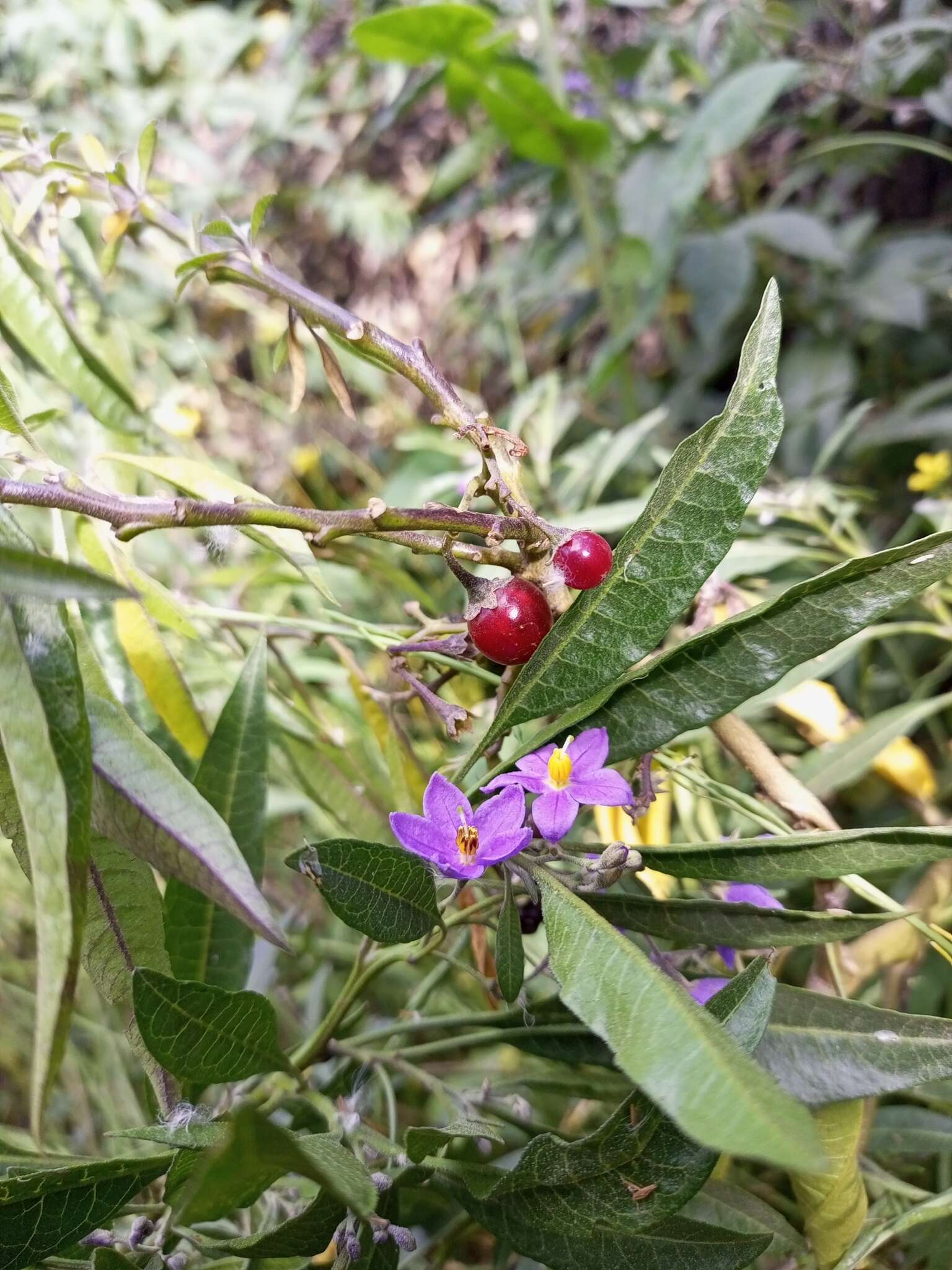 Image of Solanum nitidum Ruiz & Pav.