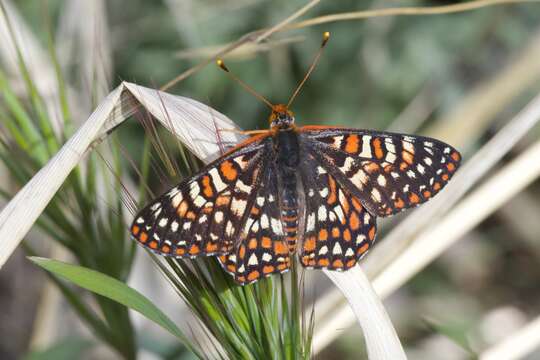 Image de Euphydryas chalcedona klotsi