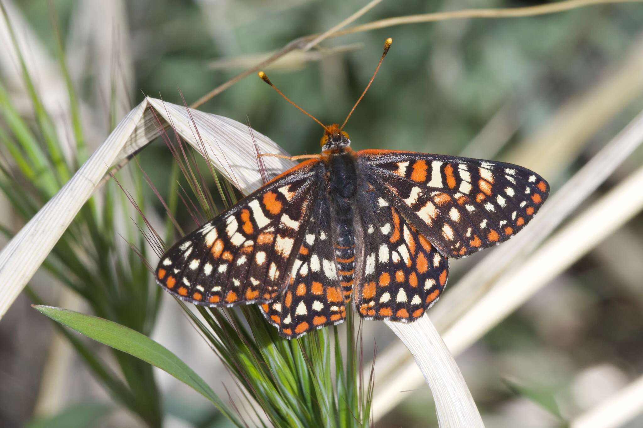 Plancia ëd Euphydryas chalcedona klotsi