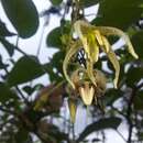 Image de Solanum splendens (Dunal) Bohs