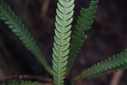 Image of Oceaniopteris obtusata (Labill.) Gasper & Salino