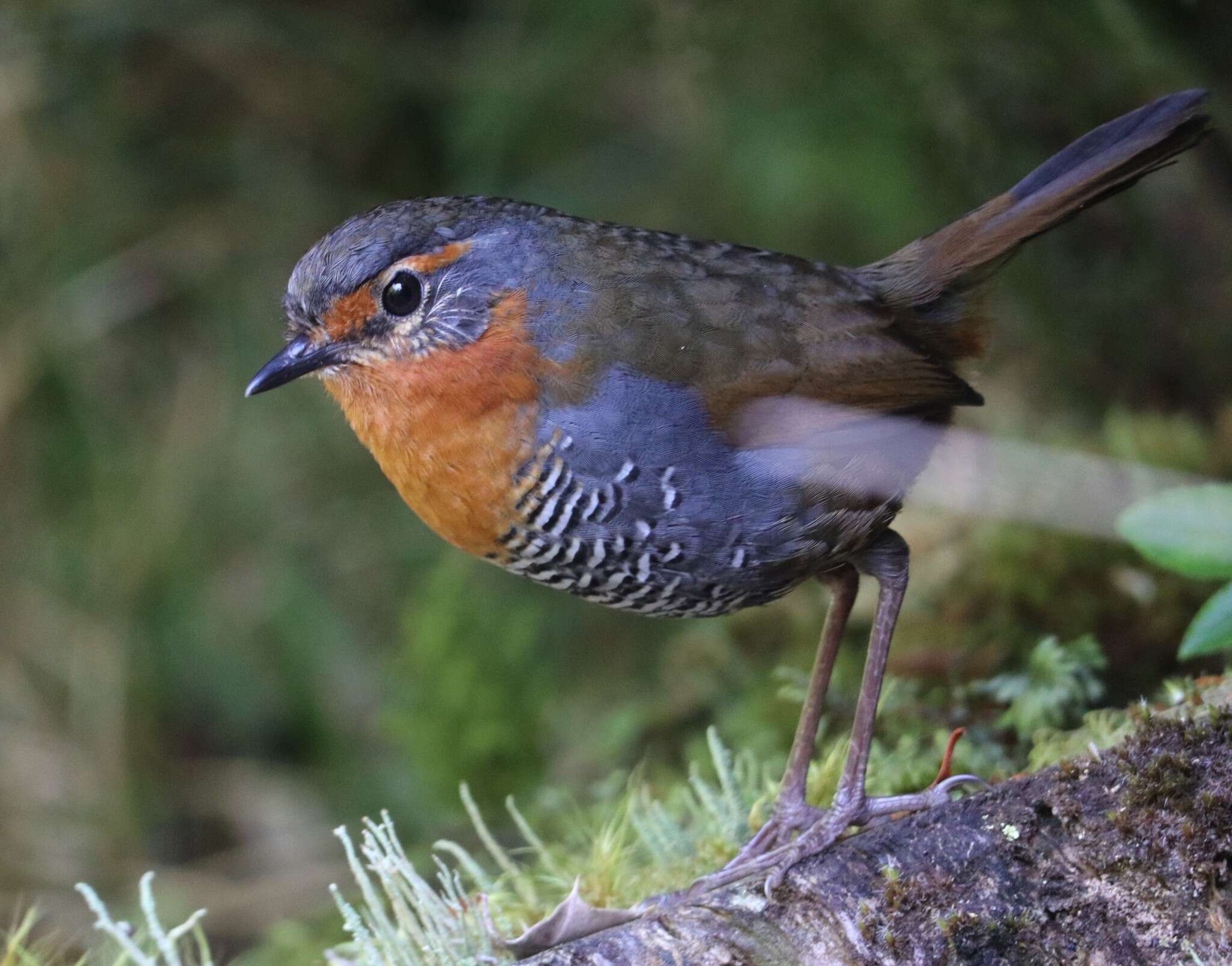 Imagem de Scelorchilus rubecula rubecula (Kittlitz 1830)