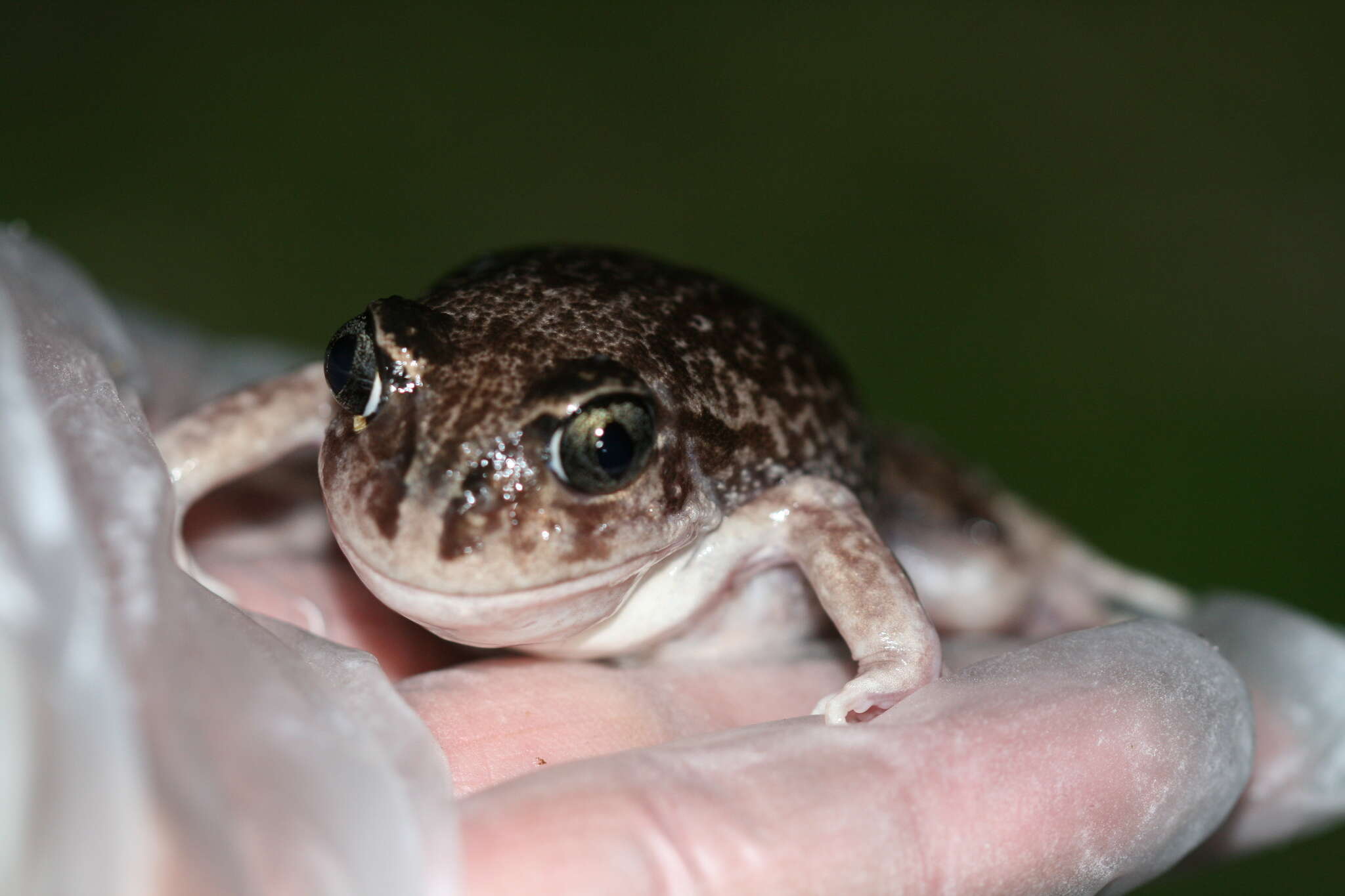 Imagem de Heleioporus psammophilus Lee & Main 1954