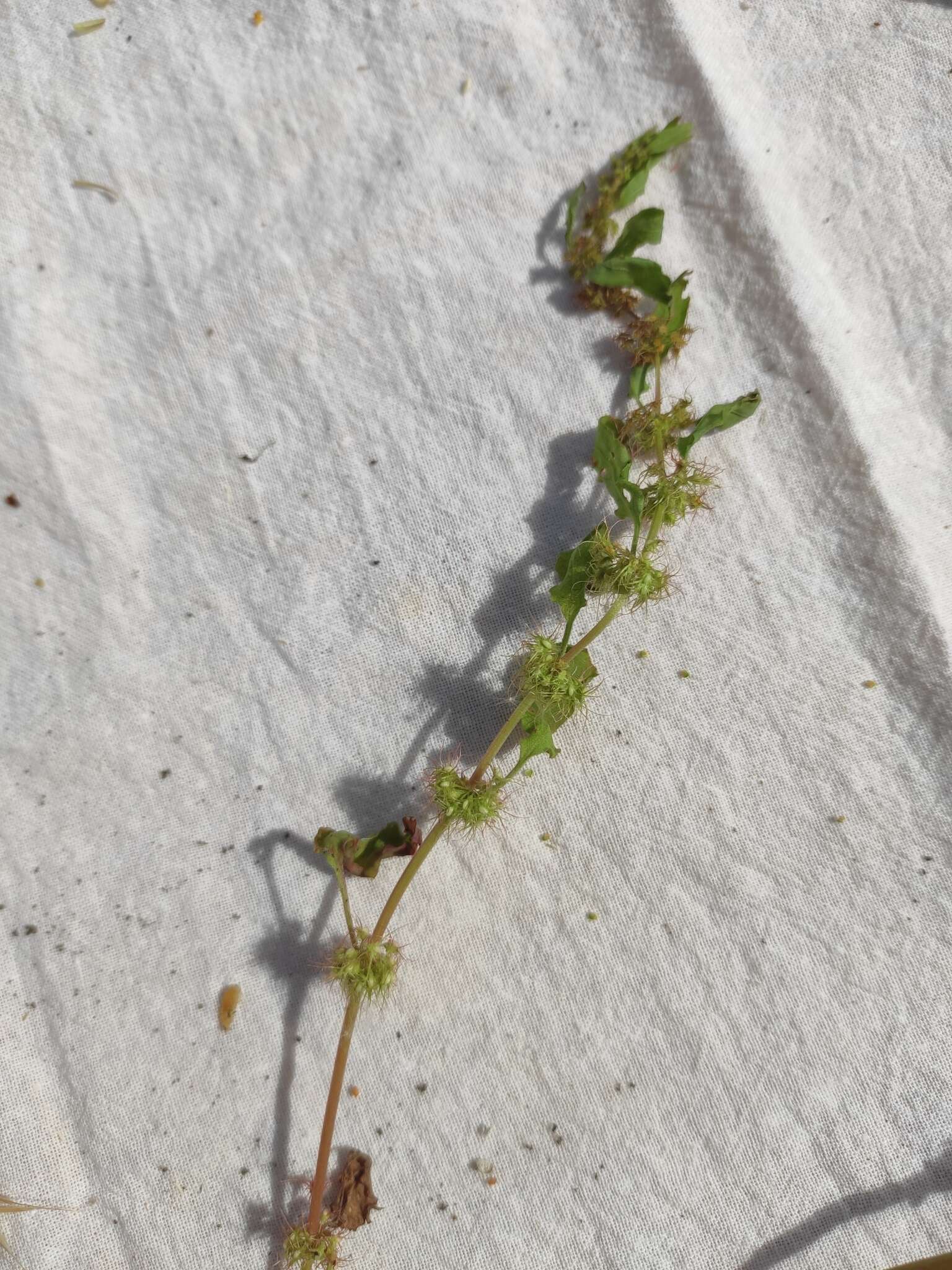 Image of Rumex marschallianus Rchb.