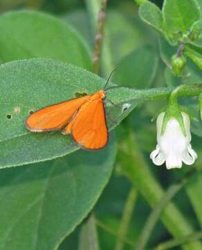 Image of Eudulophasia invaria Walker 1854