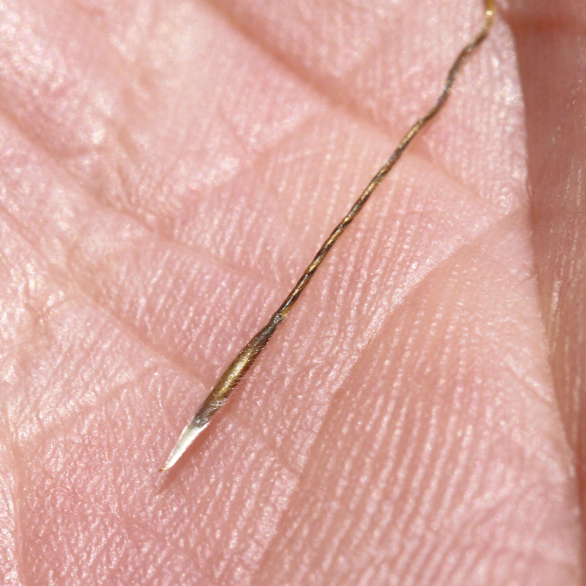 Image of Austrostipa scabra subsp. falcata (Hughes) S. W. L. Jacobs & J. Everett