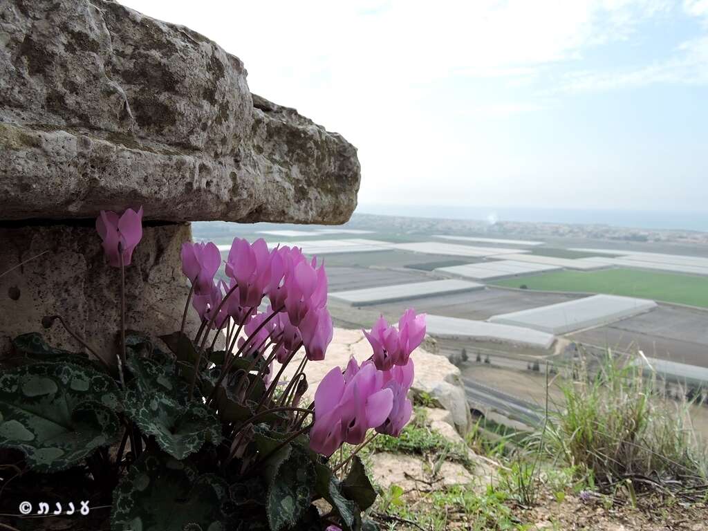 Image of <i>Cyclamen persicum</i> var. <i>autumnale</i> Grey-Wilson