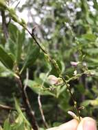 Image of Florida hammock milkpea