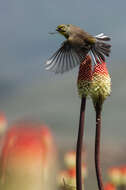 Image of Drakensberg Siskin