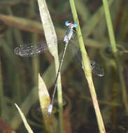 Image of Rainpool Spreadwing