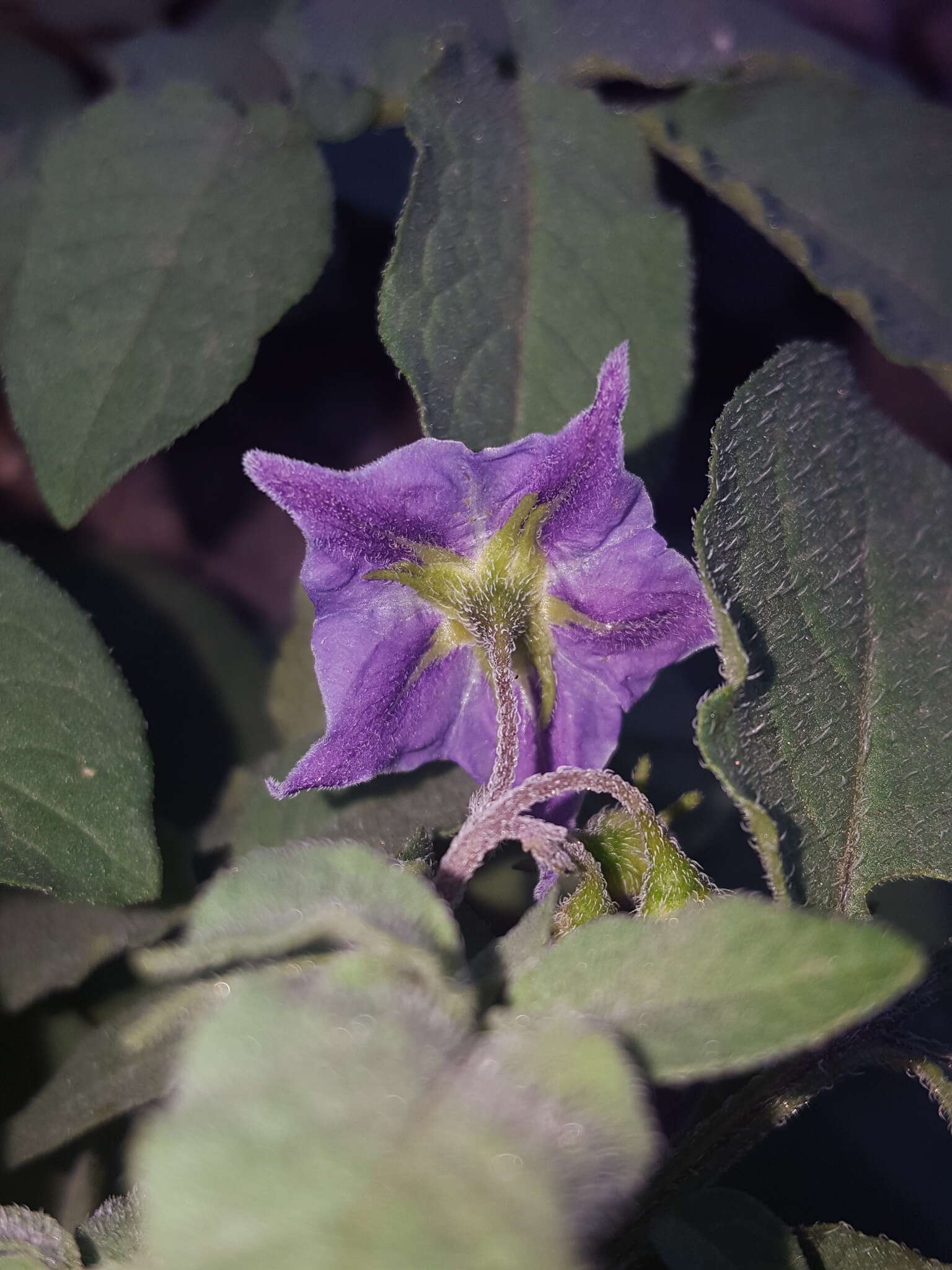 Solanum stoloniferum Schltdl. & Bouche的圖片