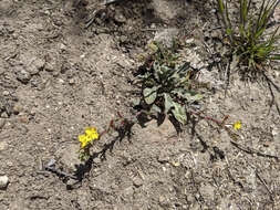 Image of San Bernardino suncup