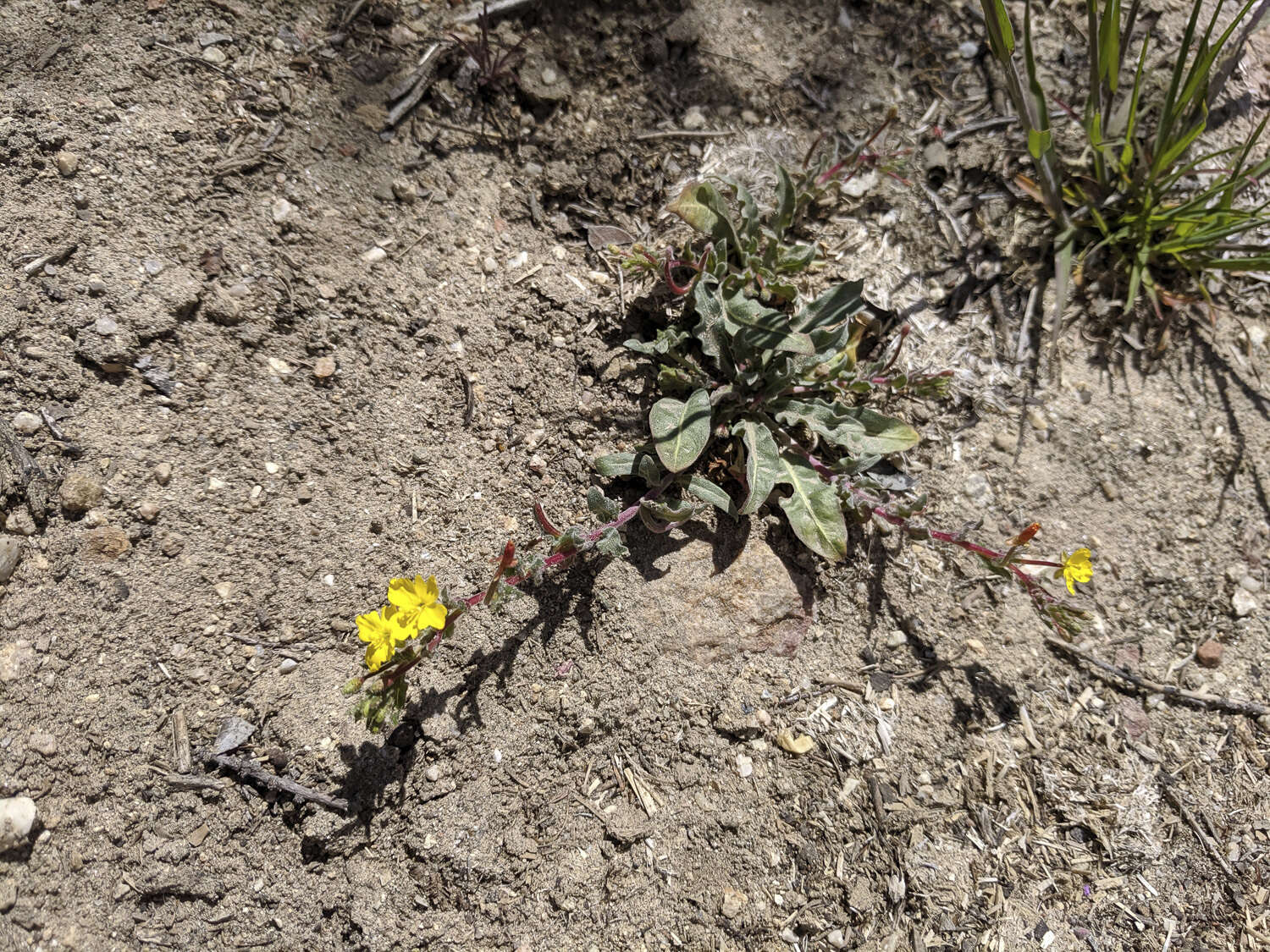 Image of San Bernardino suncup