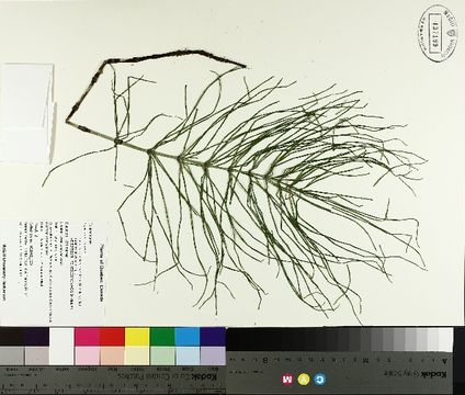 Image of field horsetail