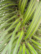 Image de Lobelia telekii Schweinf.