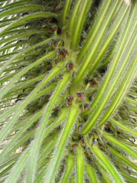 Image of Lobelia telekii Schweinf.