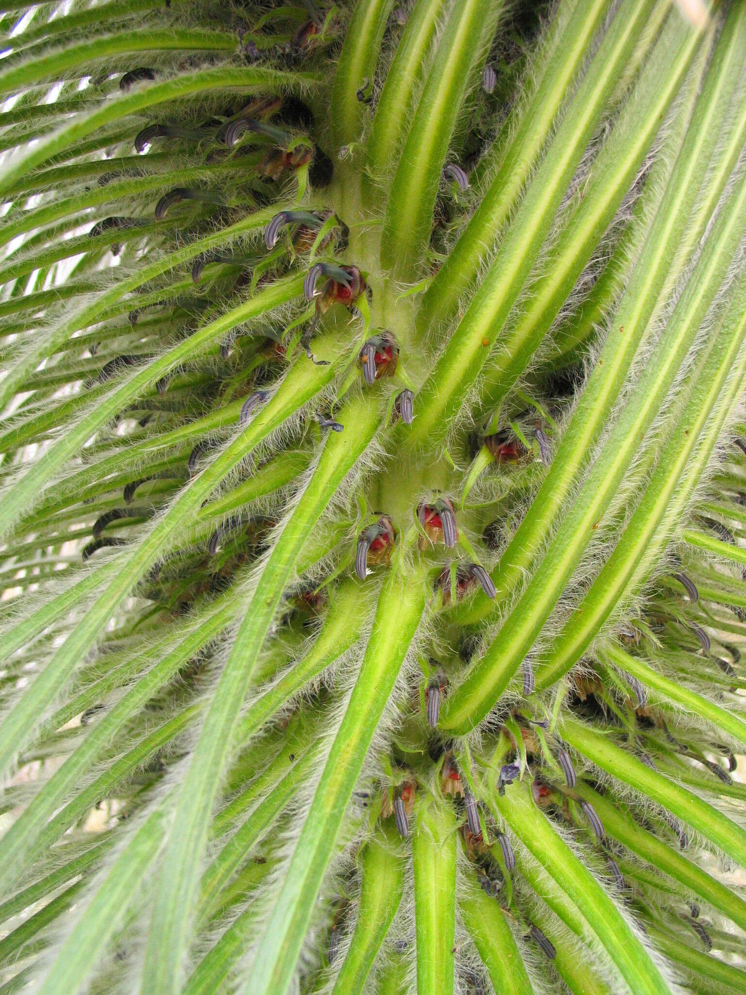 Image de Lobelia telekii Schweinf.