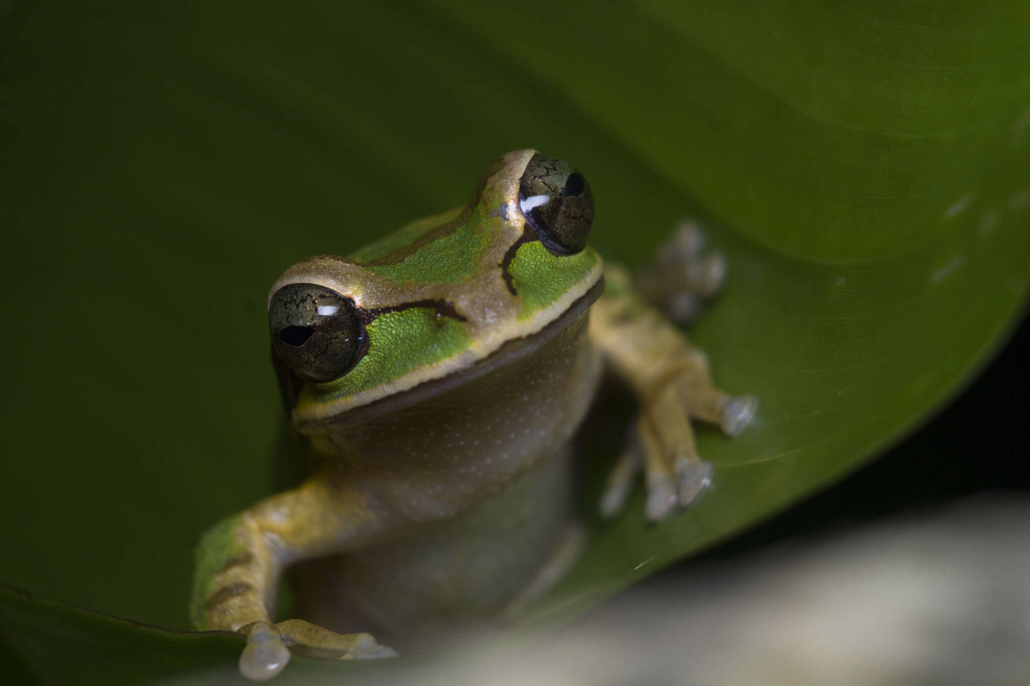 Image of Central American Smilisca