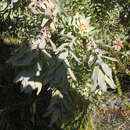 Image of Leucadendron cordatum E. Phillips