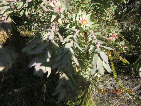 Plancia ëd Leucadendron cordatum E. Phillips