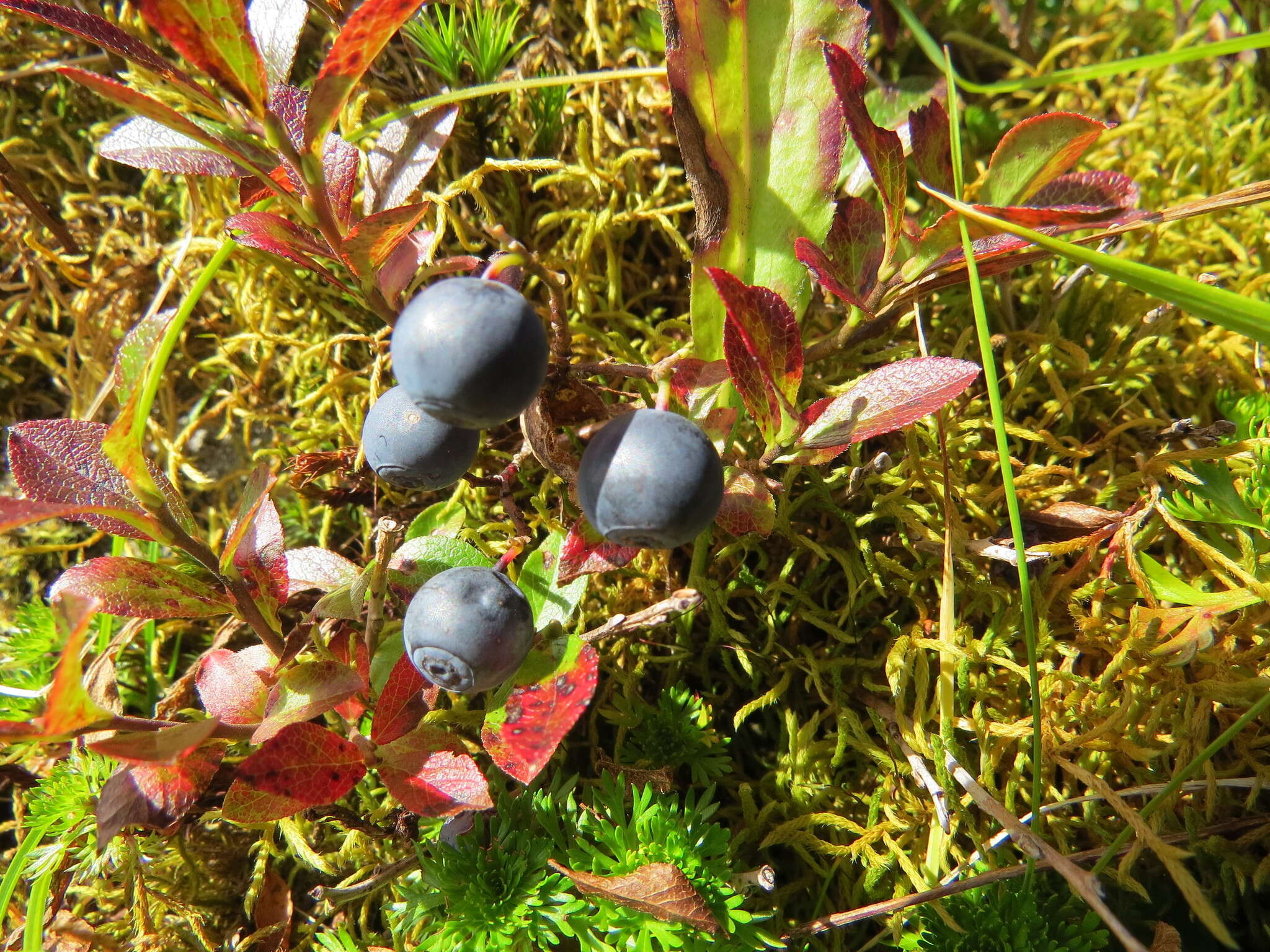 Image of dwarf bilberry