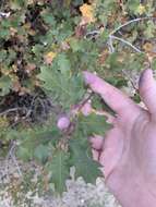 Quercus undulata Torr. resmi