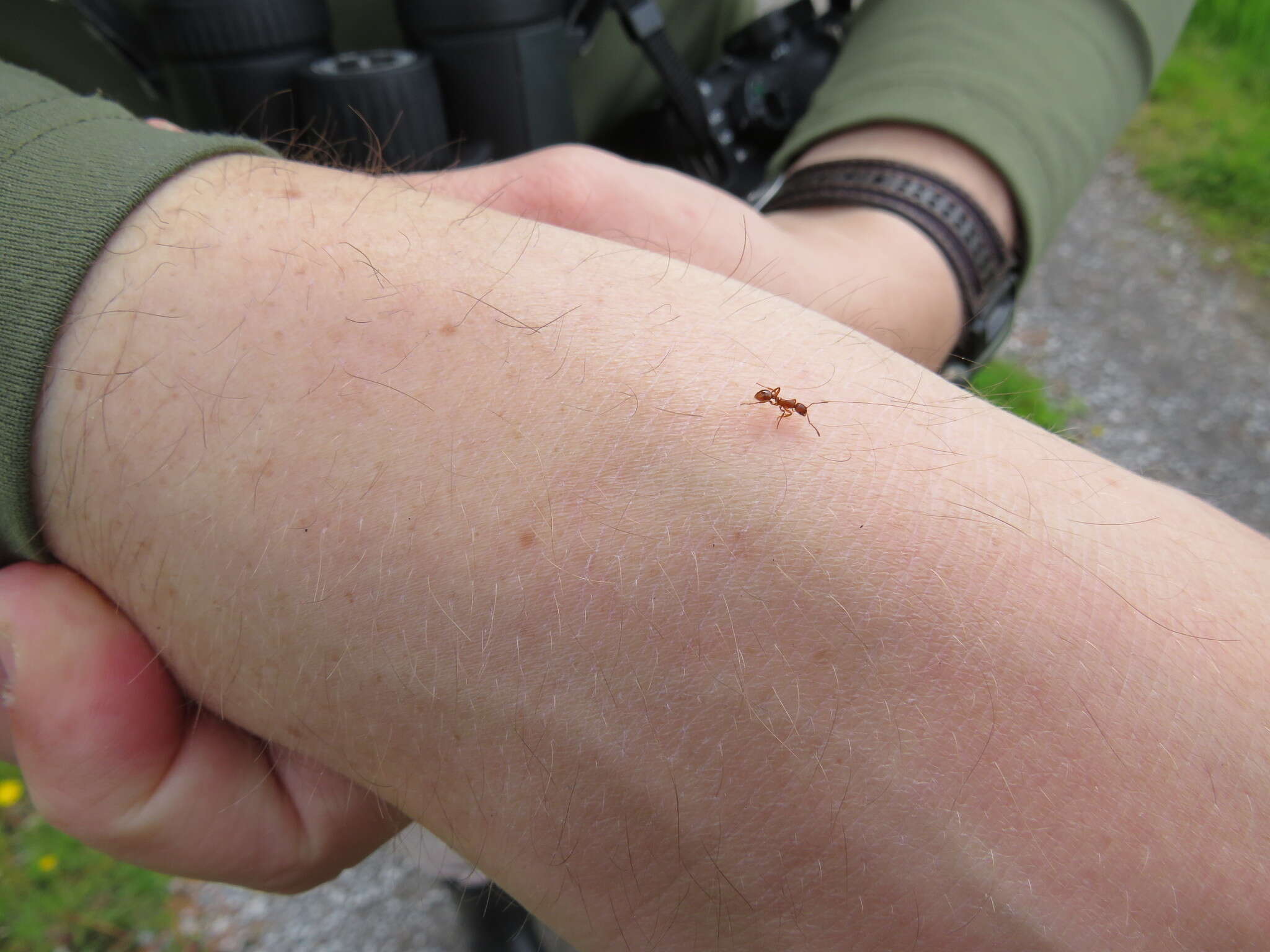 Image of European fire ant