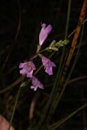 Image of Eastern False Dragonhead