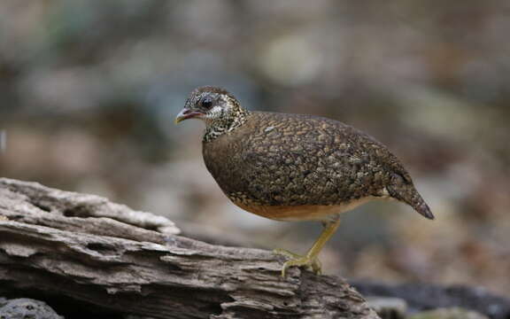 Imagem de Tropicoperdix chloropus Blyth 1859