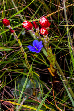 Image of Aristea abyssinica Pax