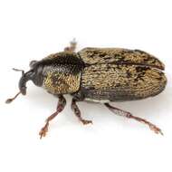 Image of Barinus curticollis Casey & T. L. 1892