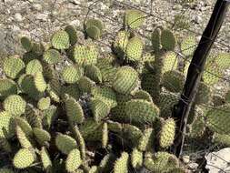 Opuntia strigil Engelm. resmi