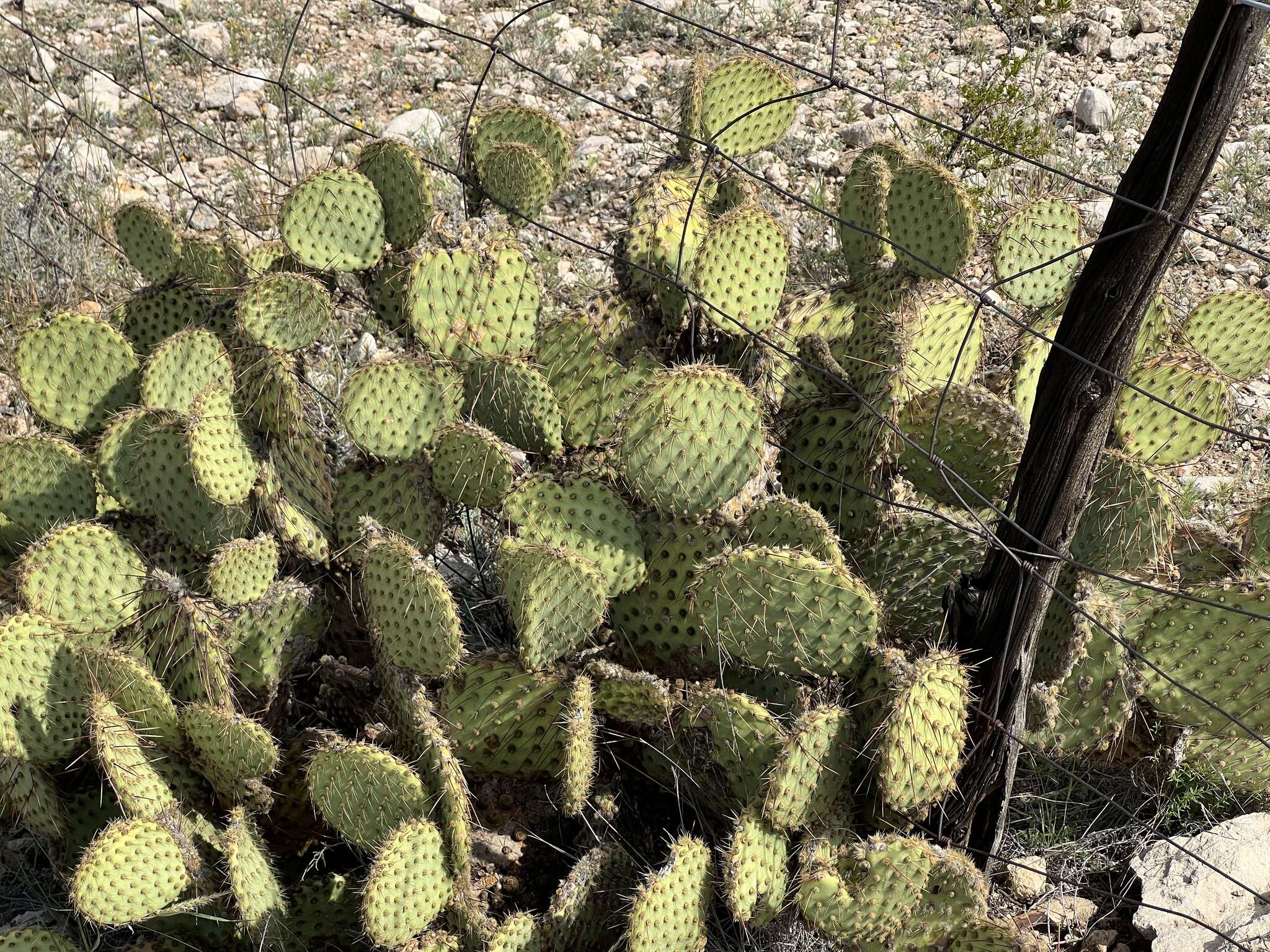 Image of Marble-fruit Prickly-pear Cactus