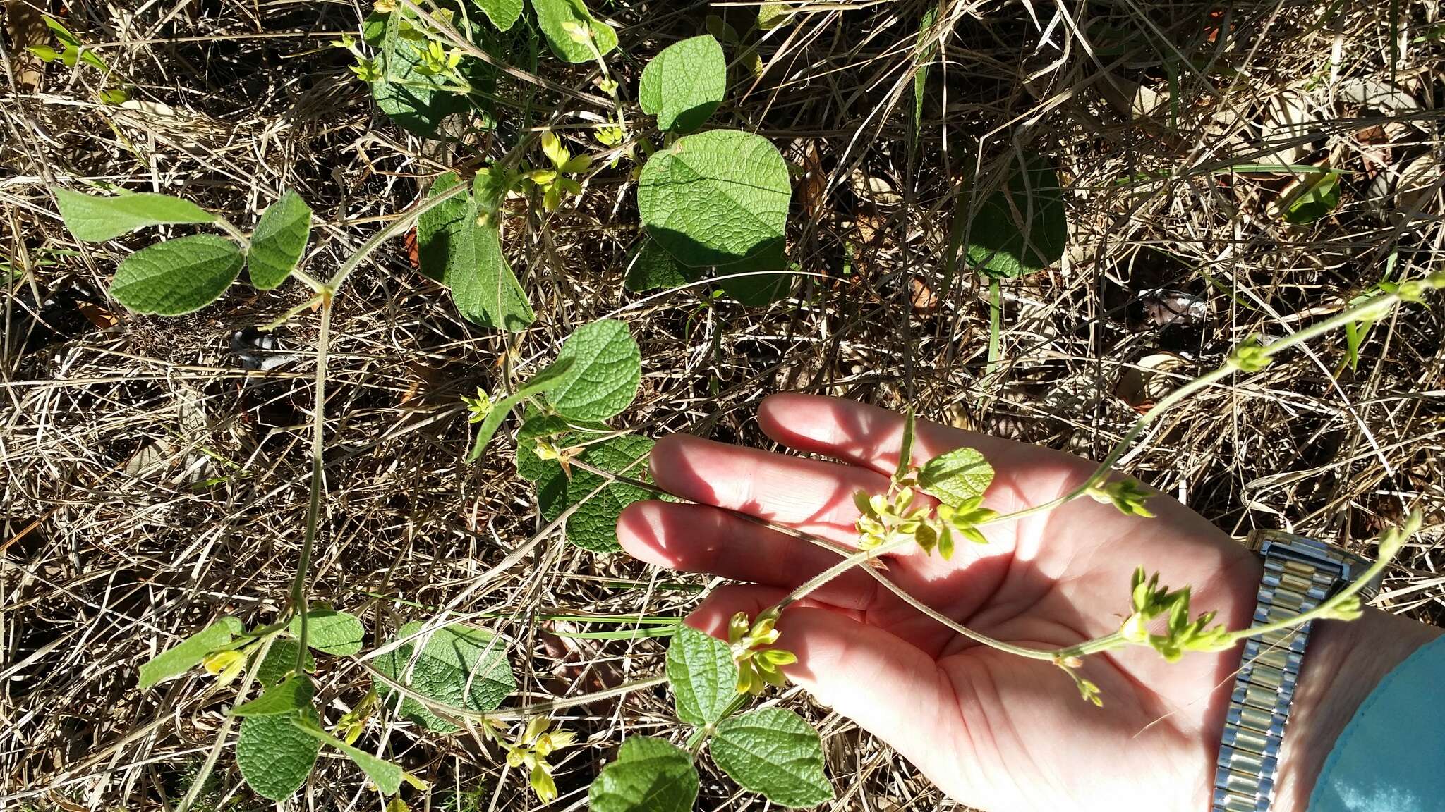 Слика од Rhynchosia cinerea Nash