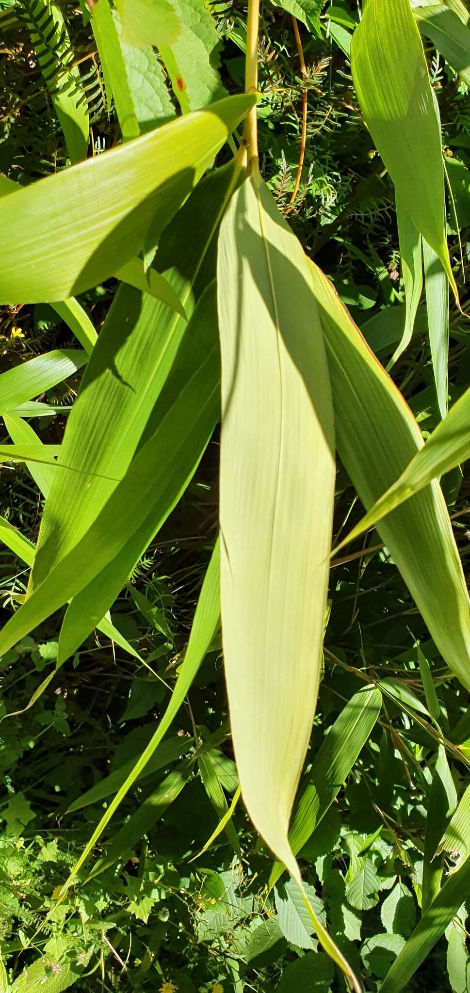 Image of arrow bamboo