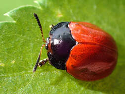 Image of Tortoise beetle