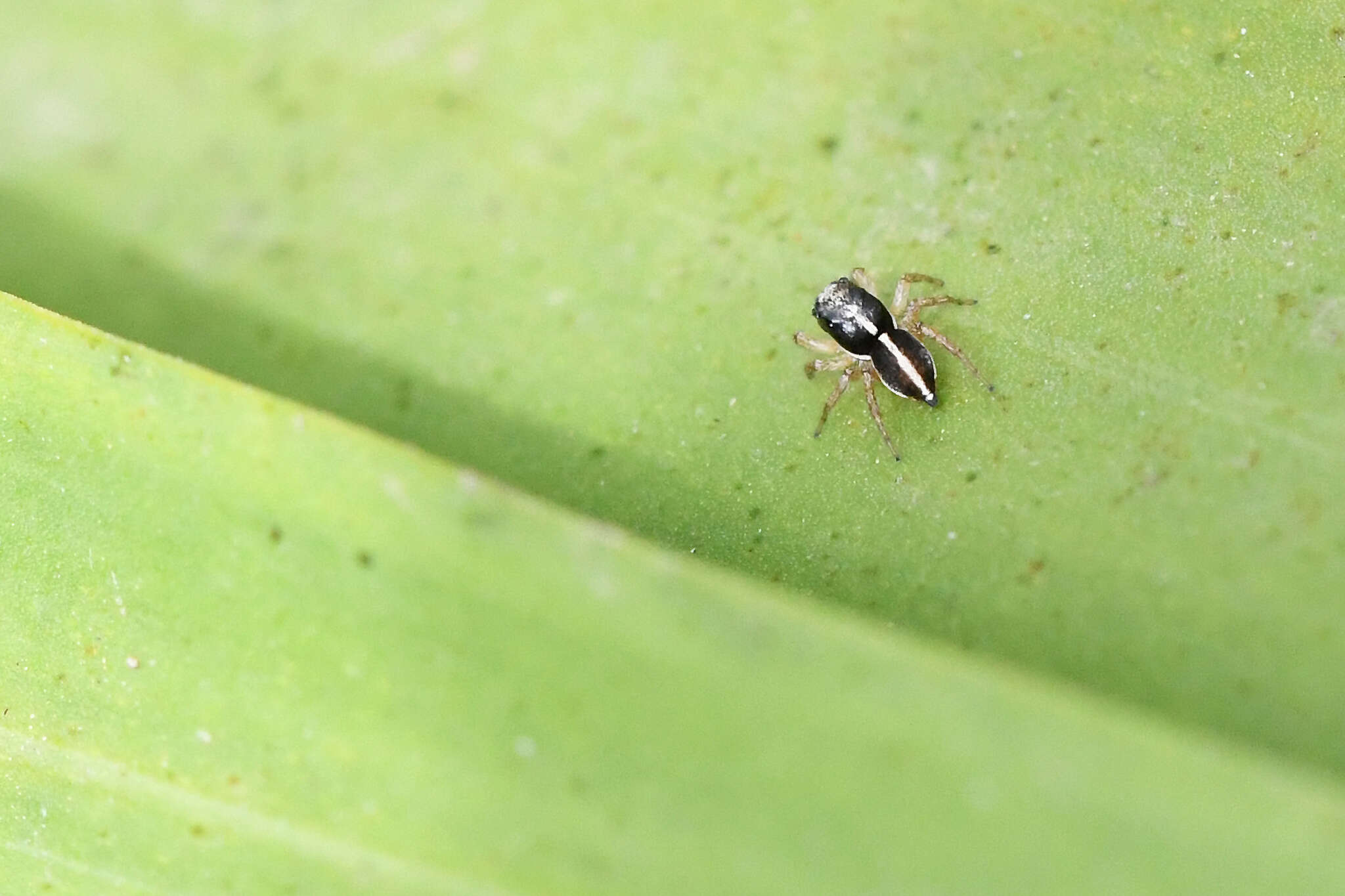 Plancia ëd Heliophanus pistaciae Wesolowska 2003