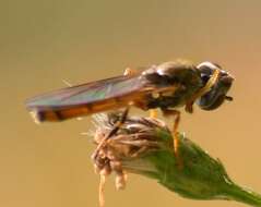 Image of Platycheirus quadratus (Say 1823)