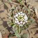 Image of Noccaea umbellata