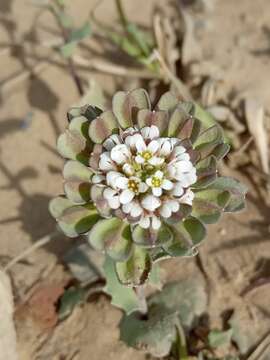 Image of Noccaea umbellata