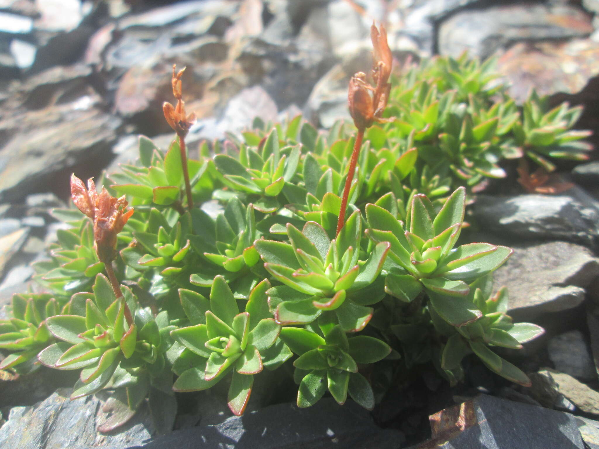 Image of cliff dwarf-primrose