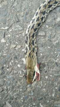 Image of Stripe-tailed Rat Snake