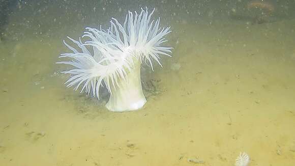 Image of rough-skinned sea anemone
