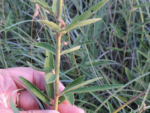 Imagem de Desmodium sessilifolium Torr. & A. Gray