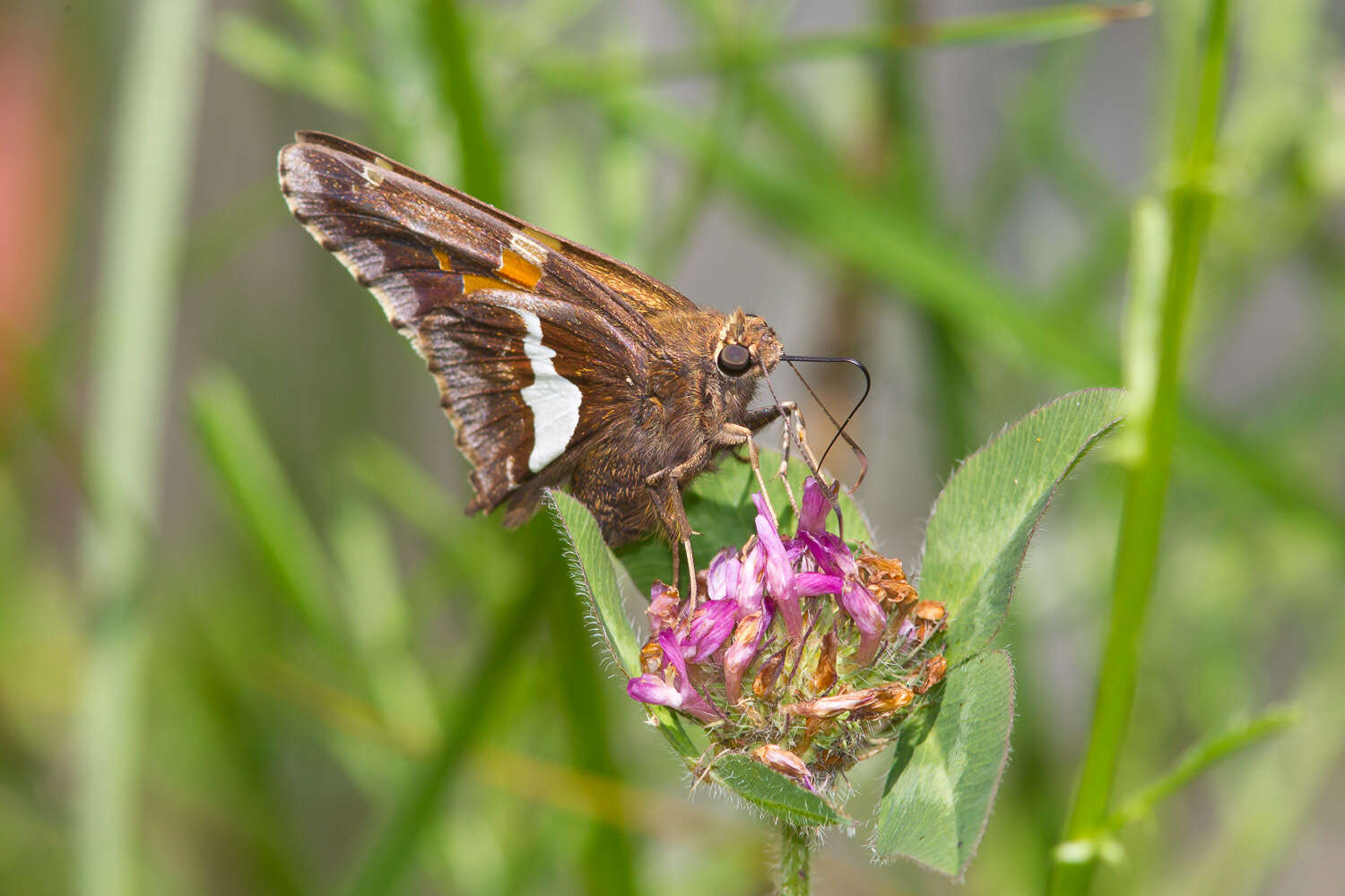 Image of Silver-spotted Skipper