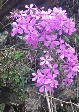 Sivun Phlox pilosa subsp. pilosa kuva